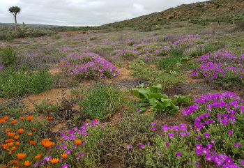 Western Cape flower season